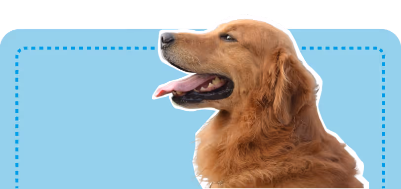 A minimalist Golden Retriever dog graphic on a light blue background, representing the inclusive and high standard of care for all breeds at atFrits Dog Hotel Cape Town.