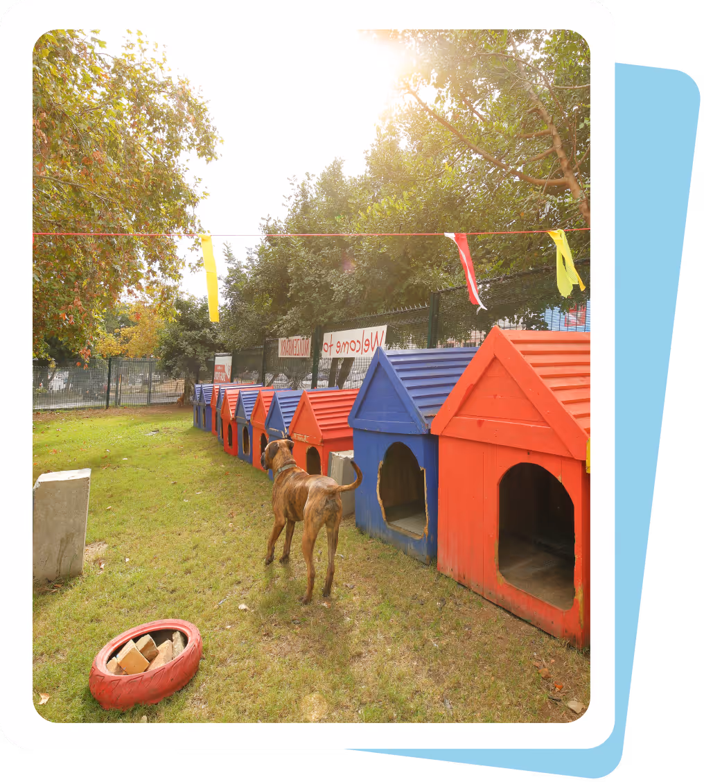 A secure outdoor dog play park at atFrits Dog Hotel Cape Town, featuring colorful individual dog houses and a spacious grass area for supervised exercise and social interaction.