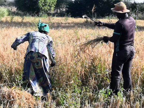 Harvesting rice Burkina Faso