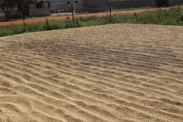 Paddy rice drying