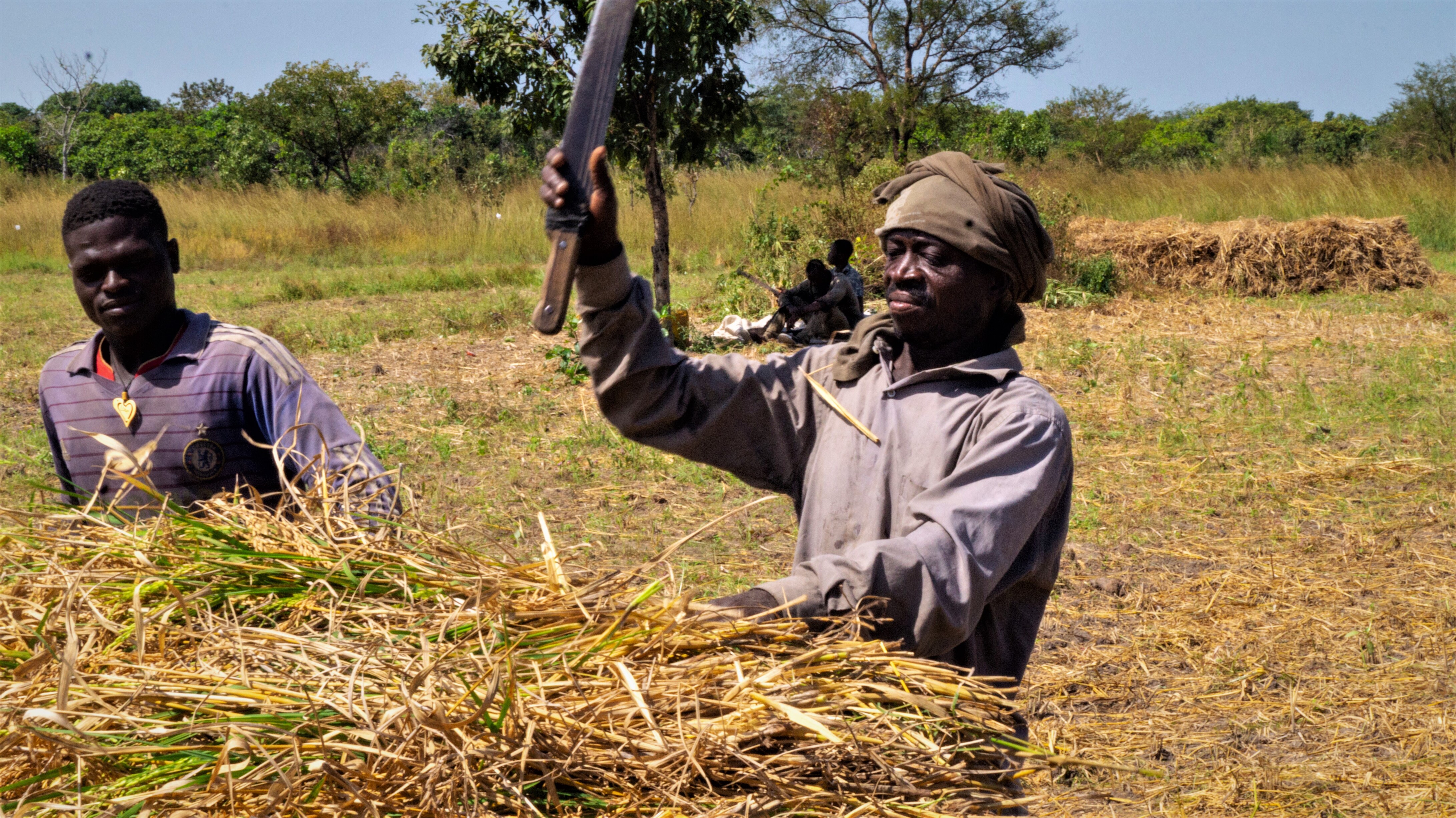Two young men at work in the field of a farmer who has applied the good practices of SRP standard