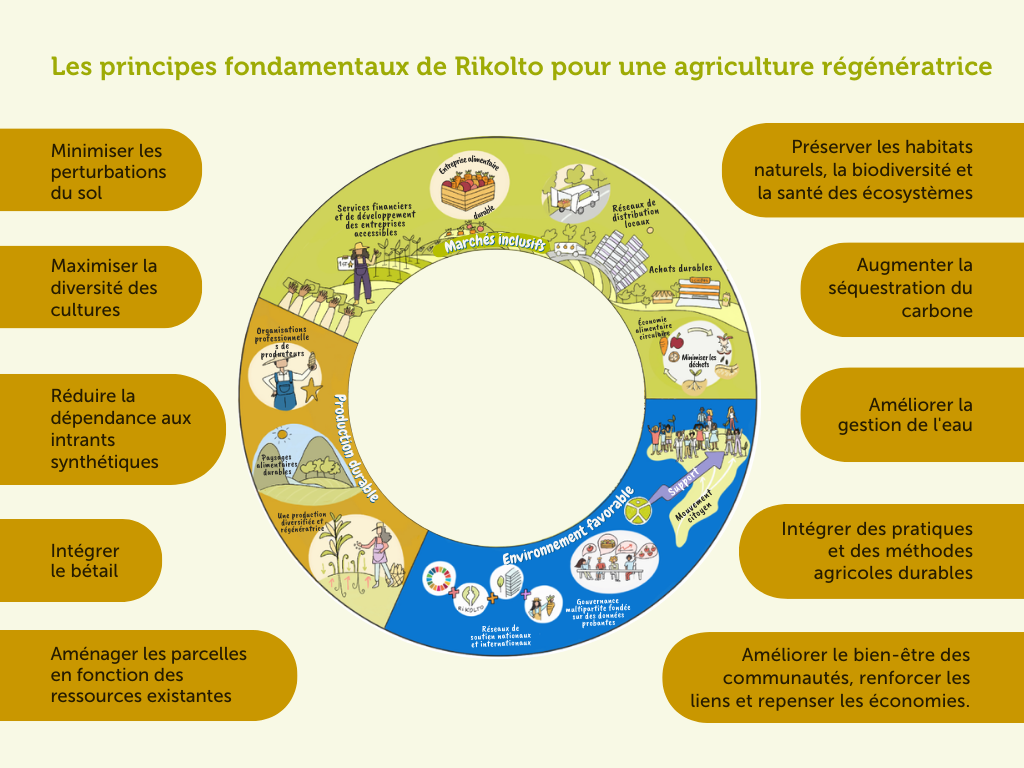 Les principes fondamentaux de Rikolto pour une agriculture régénératrice
