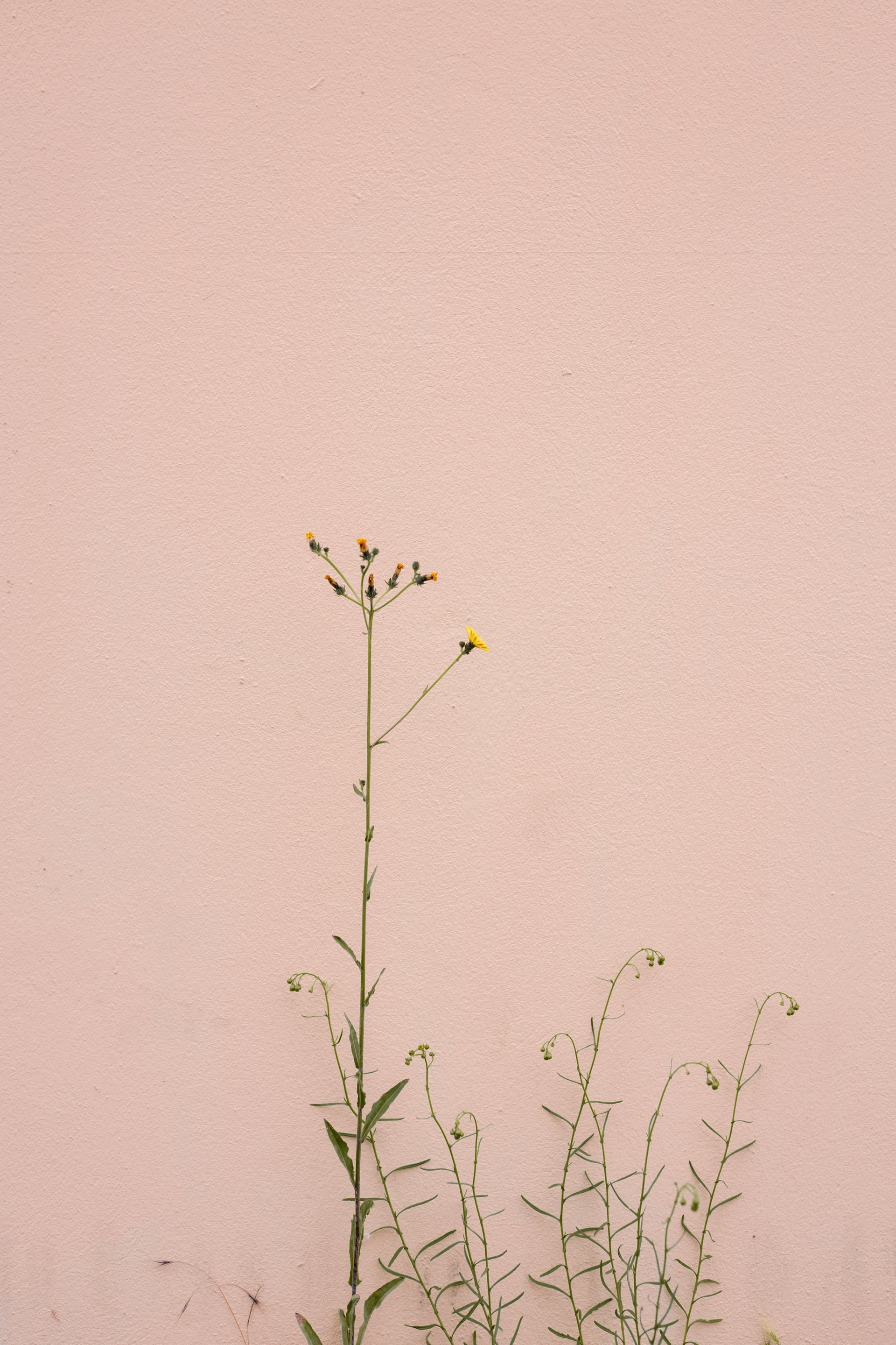 Slender green wildflower with multiple buds and a single yellow bloom rising from a cluster of leafy stems against a smooth pastel pink stucco wall