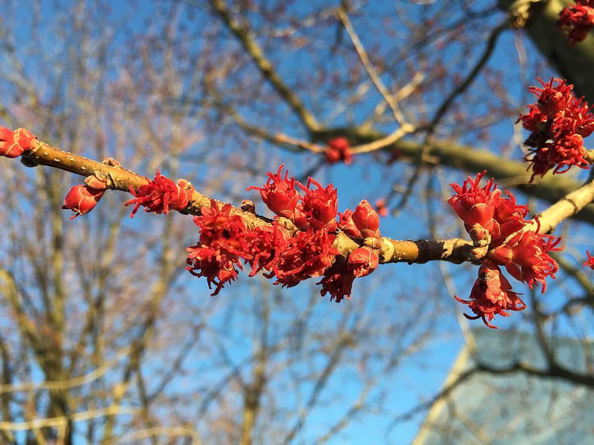 red blossoms on a tree branch with a blue sky in the background