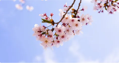 picture of a cute flower