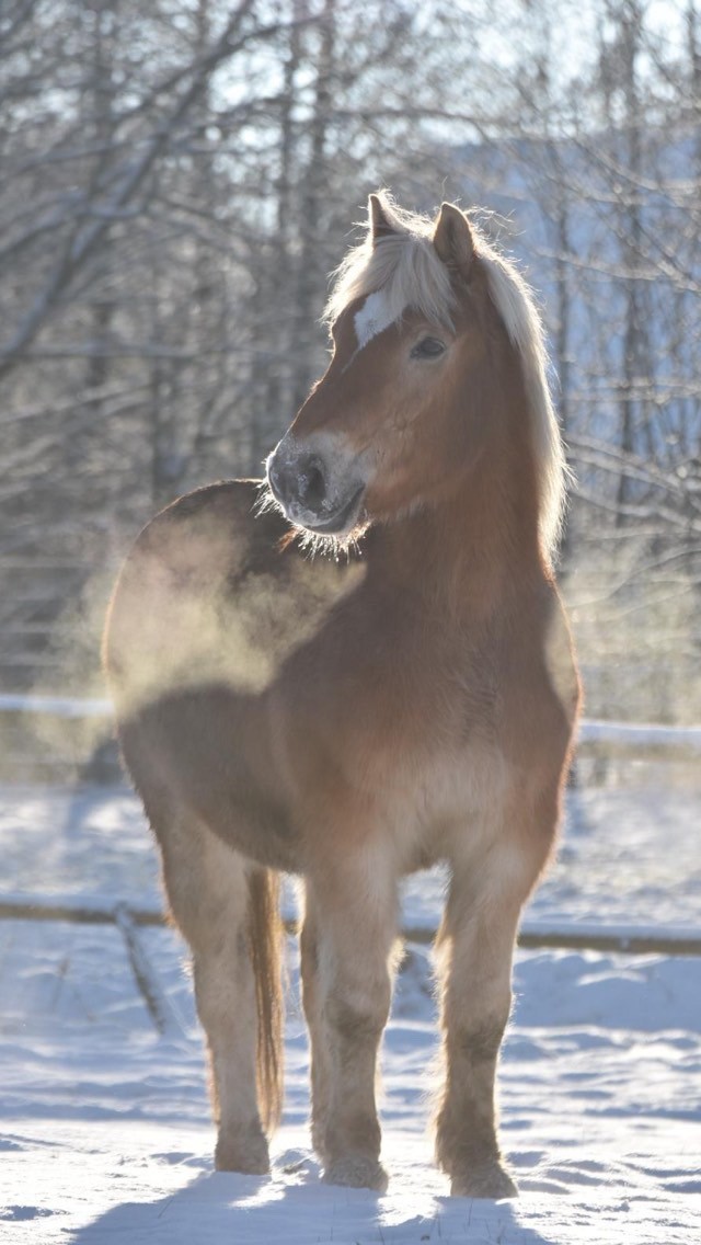 Sandor — Stephanie Wagner Führungskräfte Coaching Hamburg