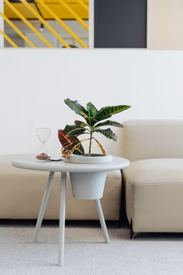 A plant on a tableDescription automatically generated