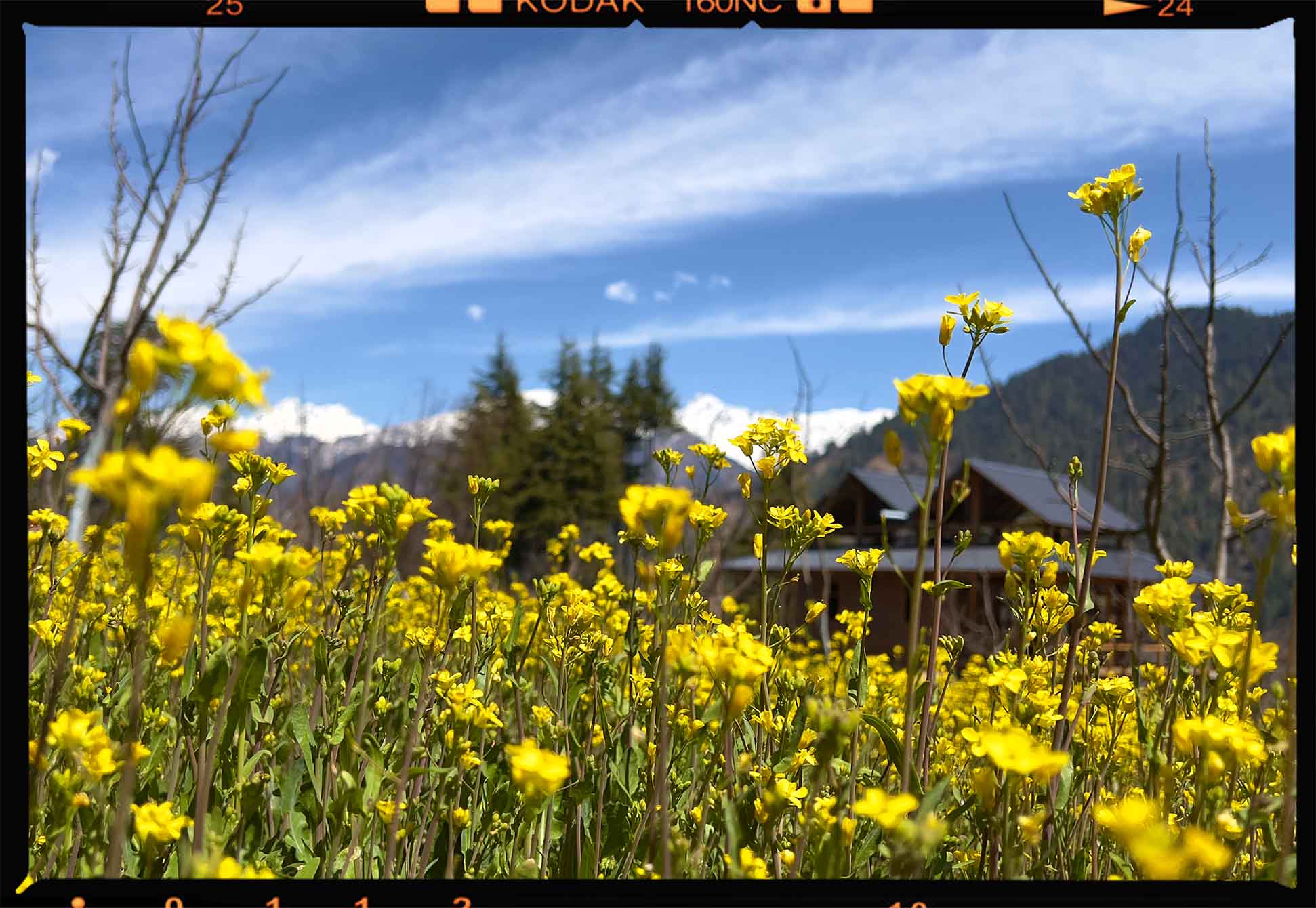 Field of yellow wildflowers with a blurred wooden cabin, evergreen trees, and snow-capped mountains under a blue sky.