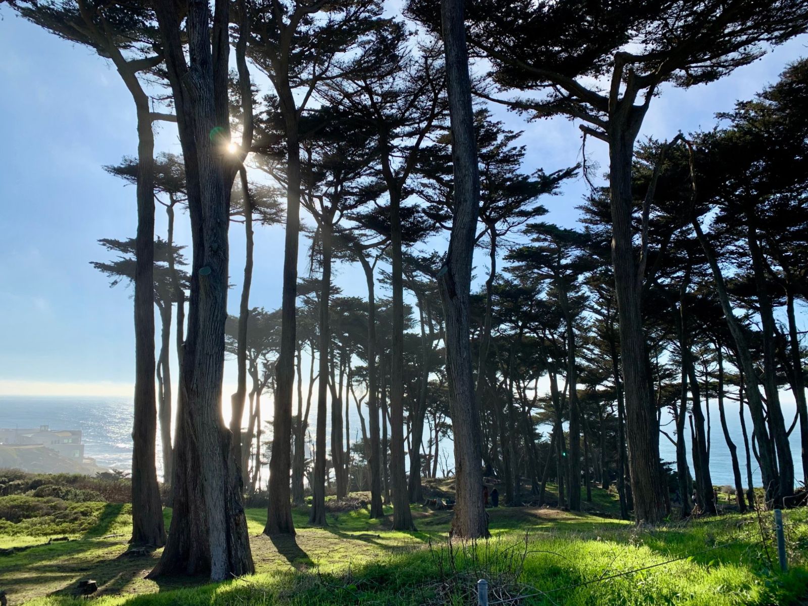 Sunlight bursting through tall cypress trees above a bright green meadow at Lands End