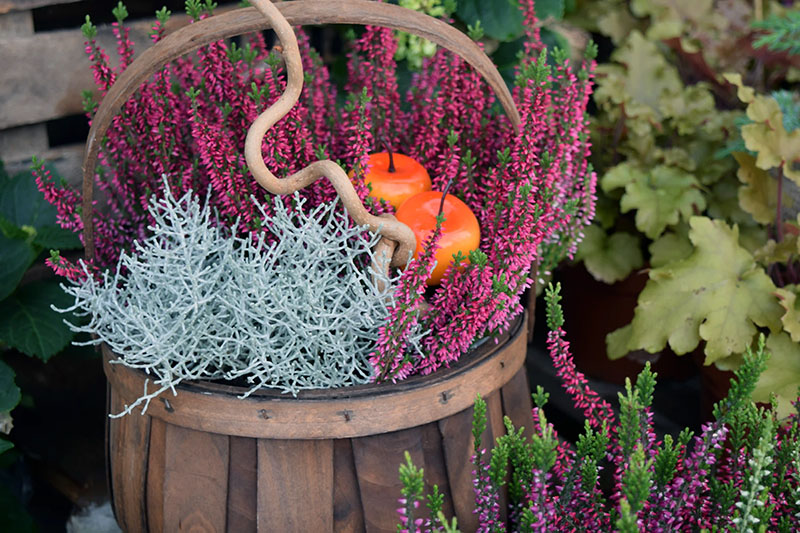 Syksyn ihanuudet ja vinkit syysistutuksiin