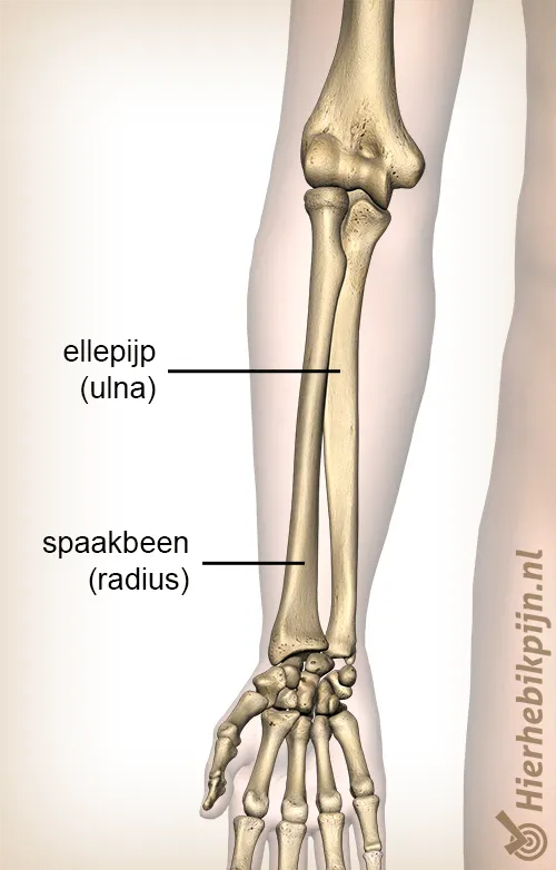 Onderarmbreuk: medisch beeld bij Orthopedie Turnhout.