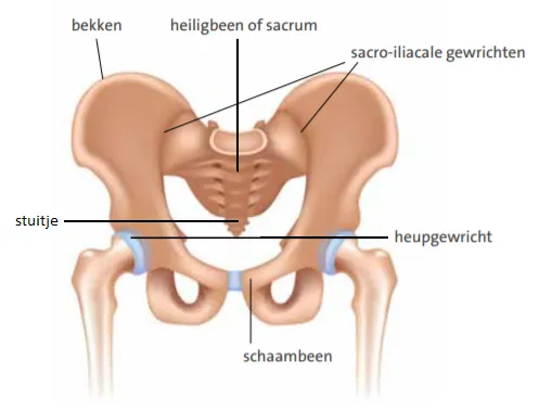 Medische illustratie van bekkenbreuk