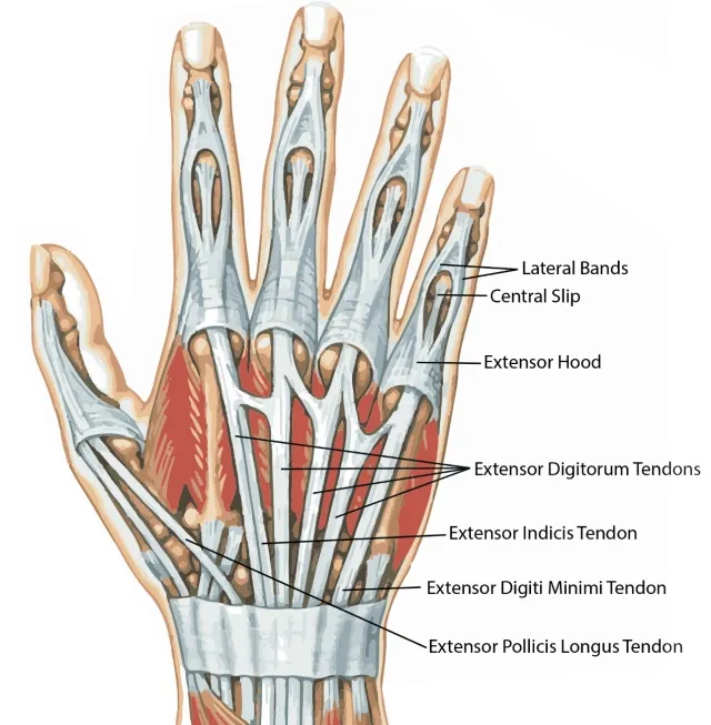 Anatomie van strekpezen aan de hand en vinger bij peesletsel van de strekkant