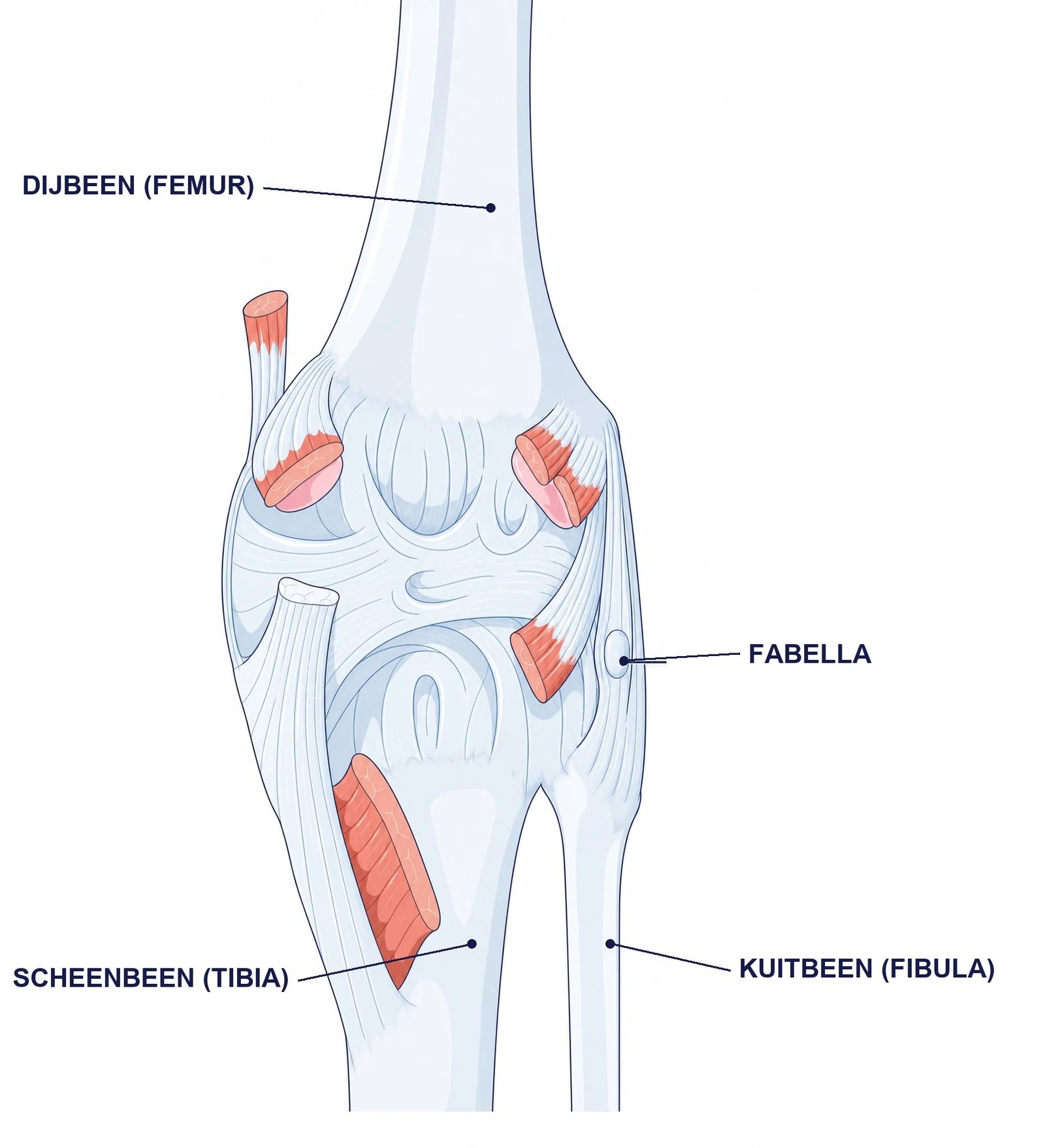 Achteraanzicht van de knie met de fabella als klein sesambeentje naast dijbeen en kuitbeen