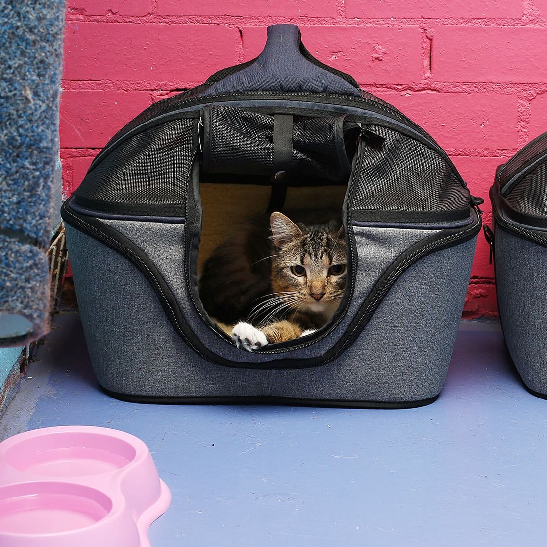 How to drive your cat to the vet