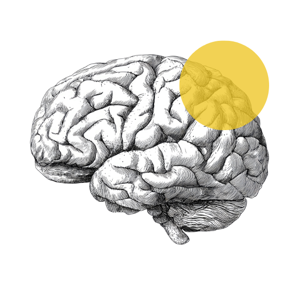 Ilustração de cérebro com destaque amarelo, referência ao Setembro Amarelo