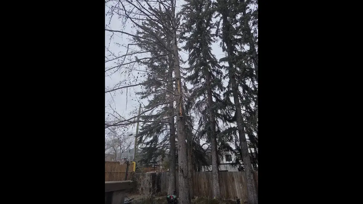 A dead larch tree in calgary, alberta