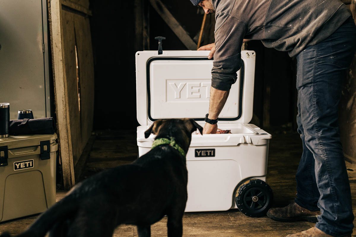 A dog waiting beside an open YETI hard cooler in a shed