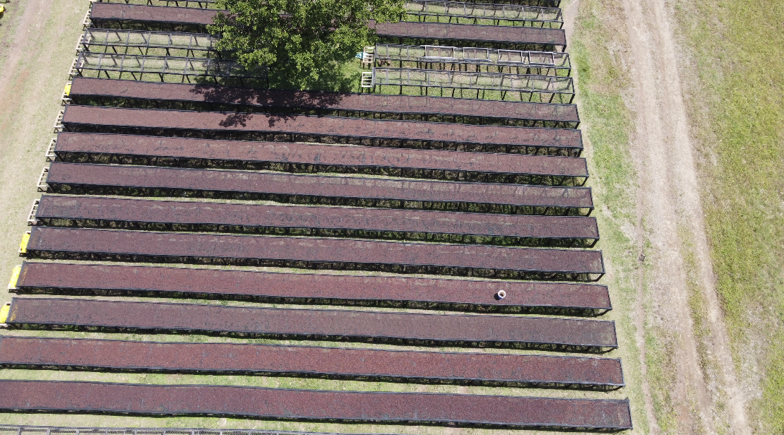 Raised drying beds for coffee drying in Kenya