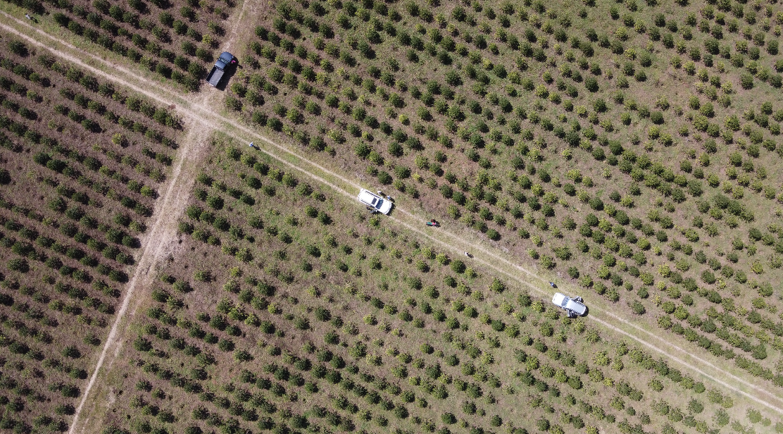 Coffee trees on farm in Kenya