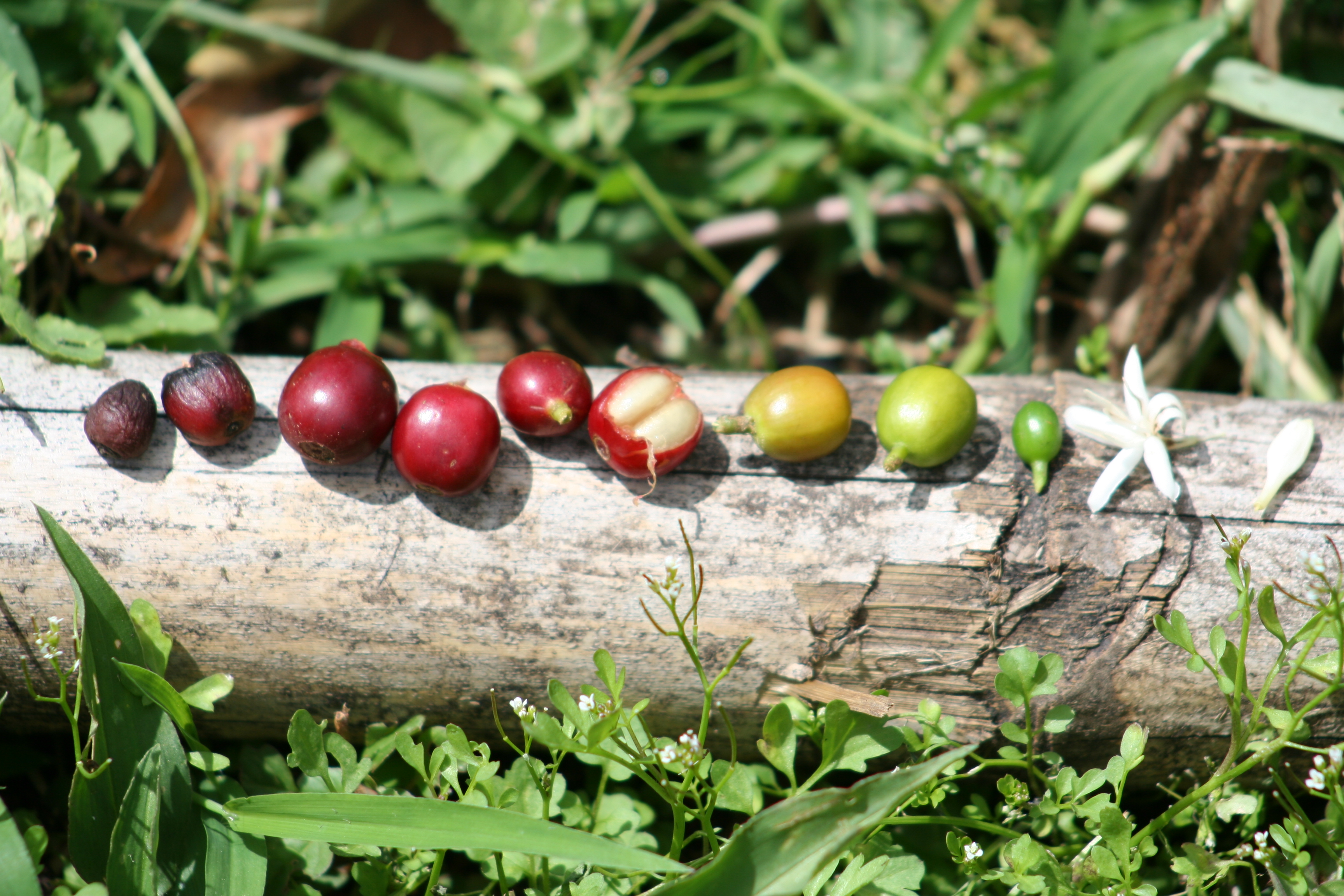 The different stages of coffee cherry ripening.