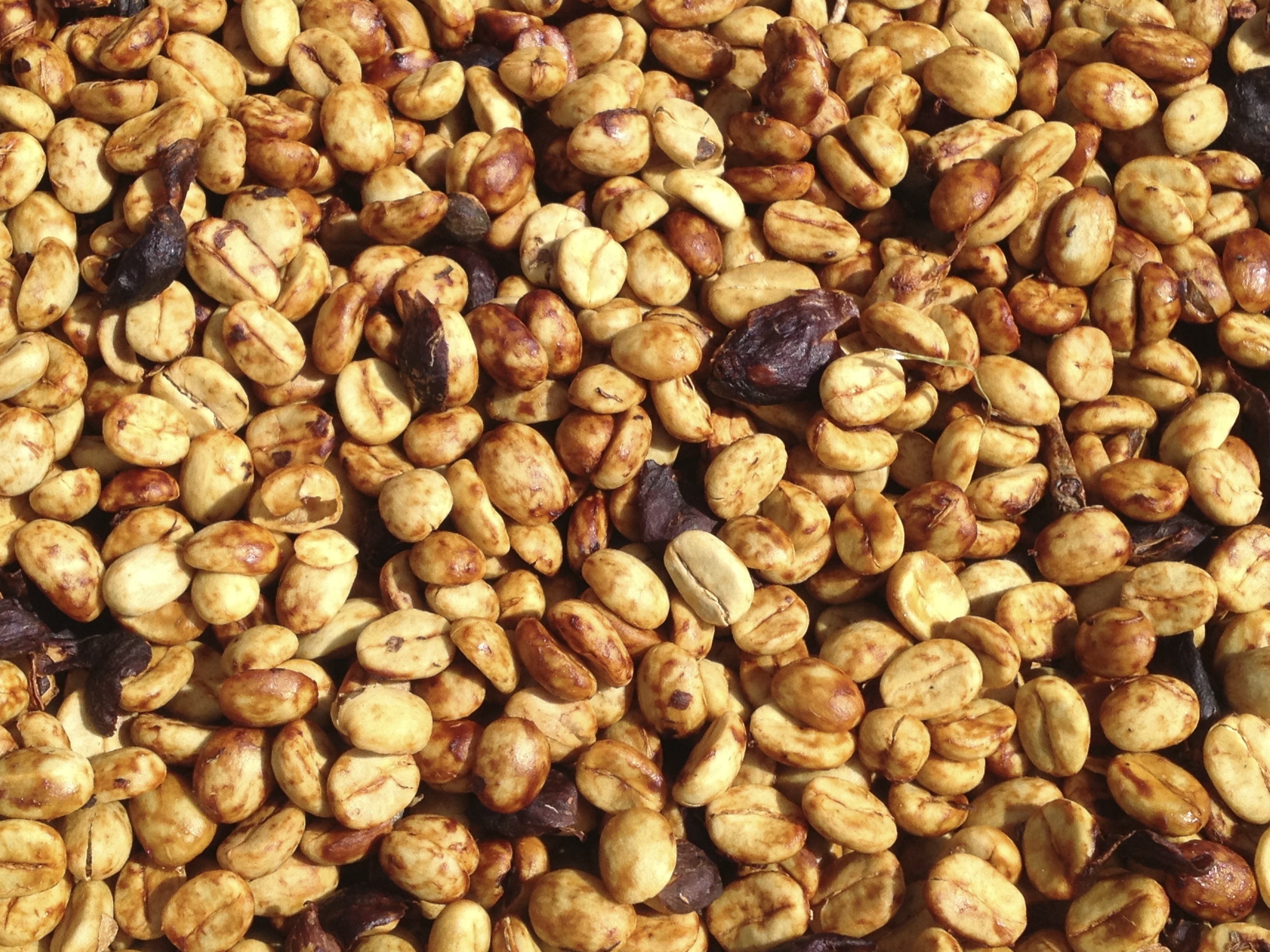 Honey processed coffee beans with a sticky layer of fruit mucilage, showing the distinctive stage of honey coffee processing.