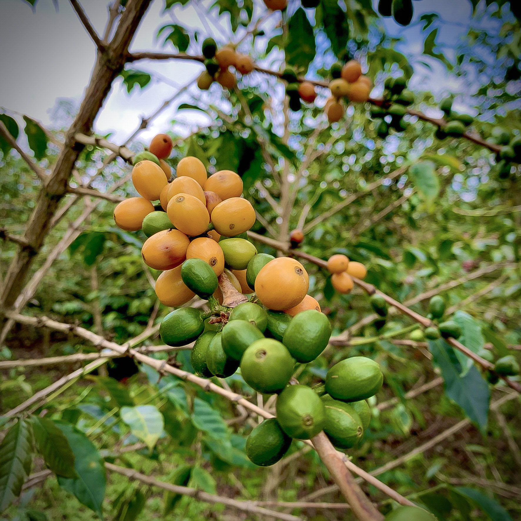 Ripening Coffee Cherries