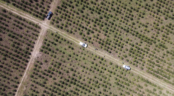 Coffee trees on farm in Kenya