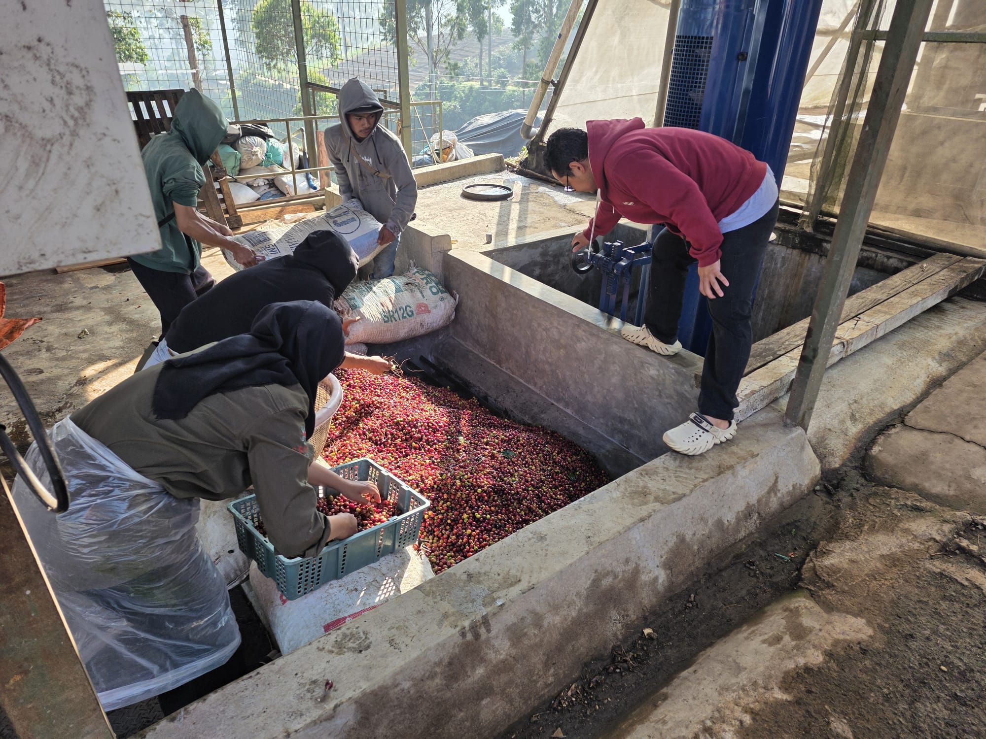 Freshly picked coffee cherries arriving at Frinsas processing station.