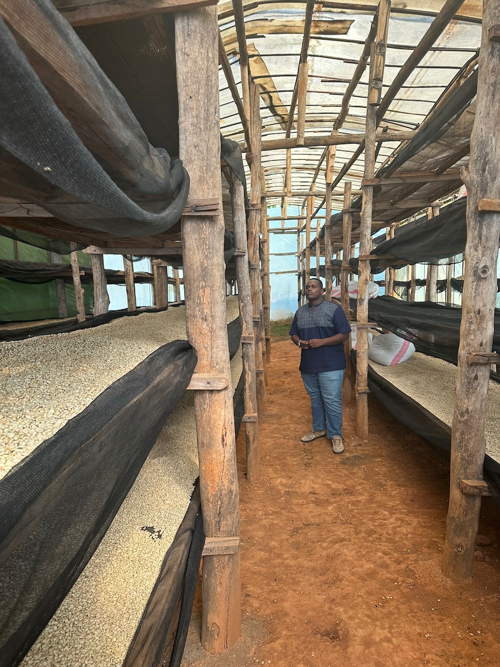 Willy Gihozo inspecting the washed coffee as it dries on raised beds inside the greenhouse at Mahembe.