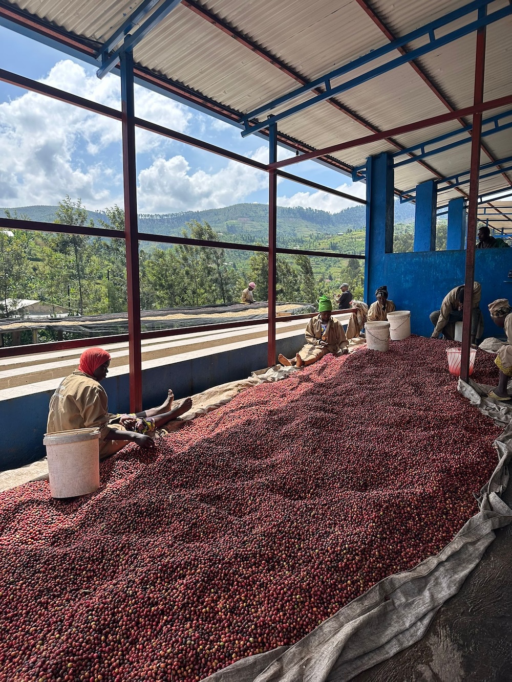 Willy Gihozo inspecting the washed coffee as it dries on raised beds inside the greenhouse at Mahembe.
