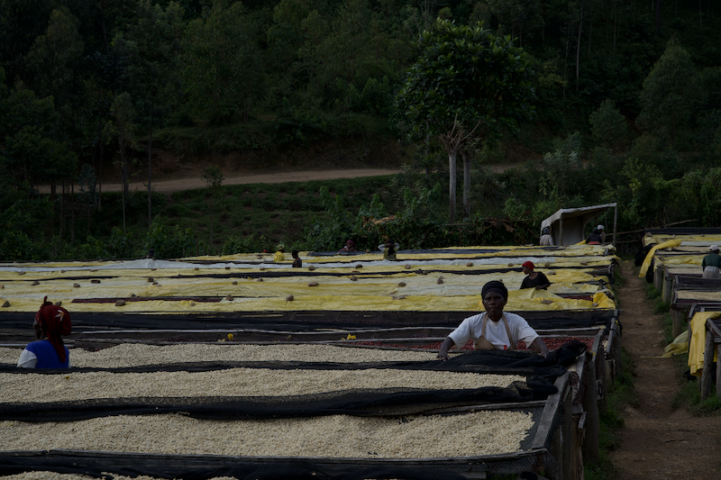 Raised drying beds at Karengera Washing Station in Rwanda, where coffee is carefully dried under the sun to preserve quality.