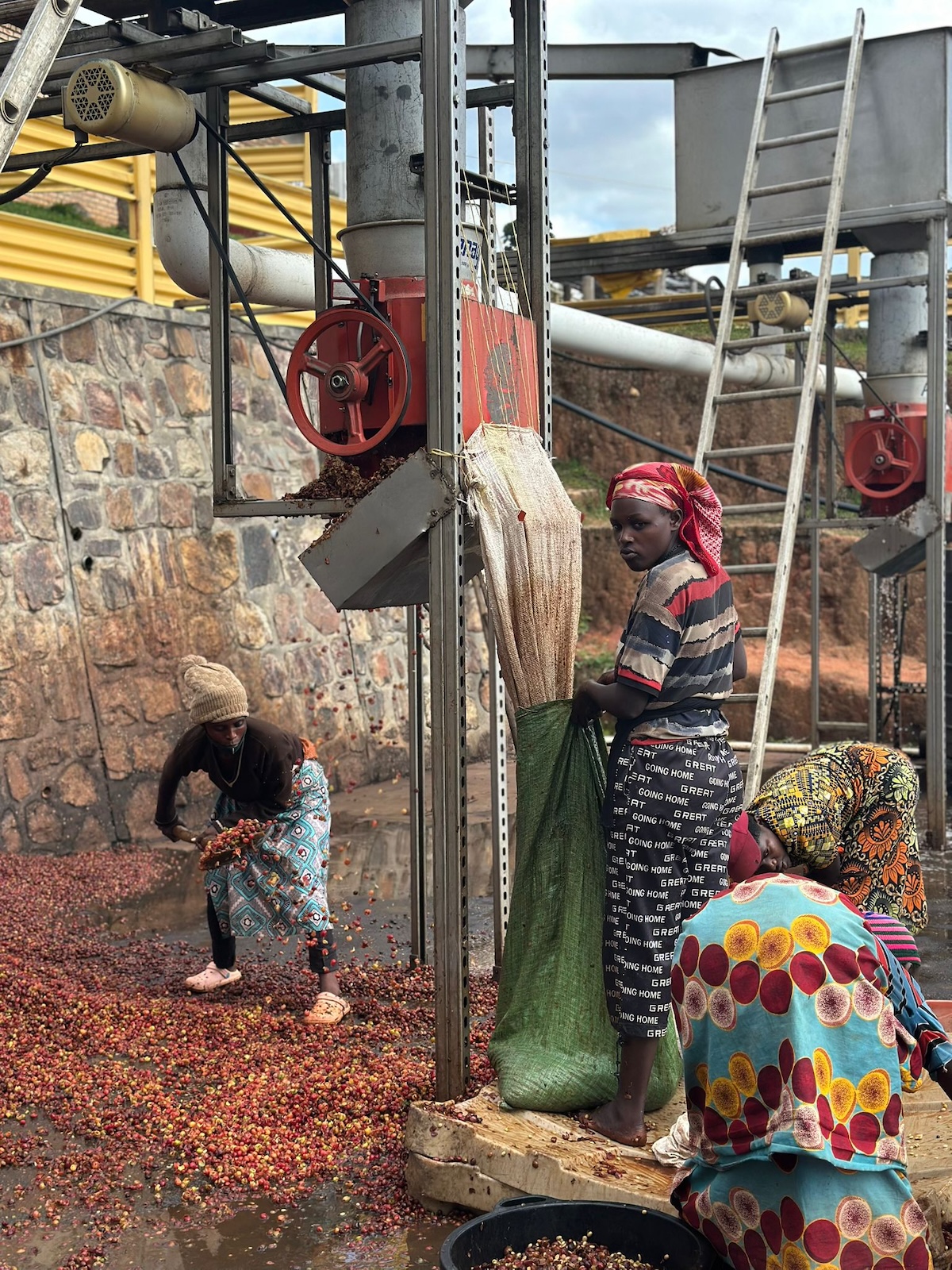 Coffee cascara collected after depulping at a Kigoma washing station, where it is partly recycled into organic fertilizer for sustainable coffee production.