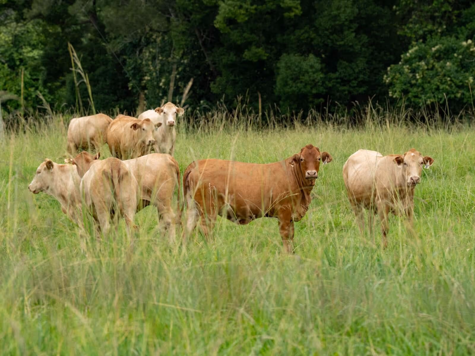 Glamping Berlin – tiny cabin offgrid rest