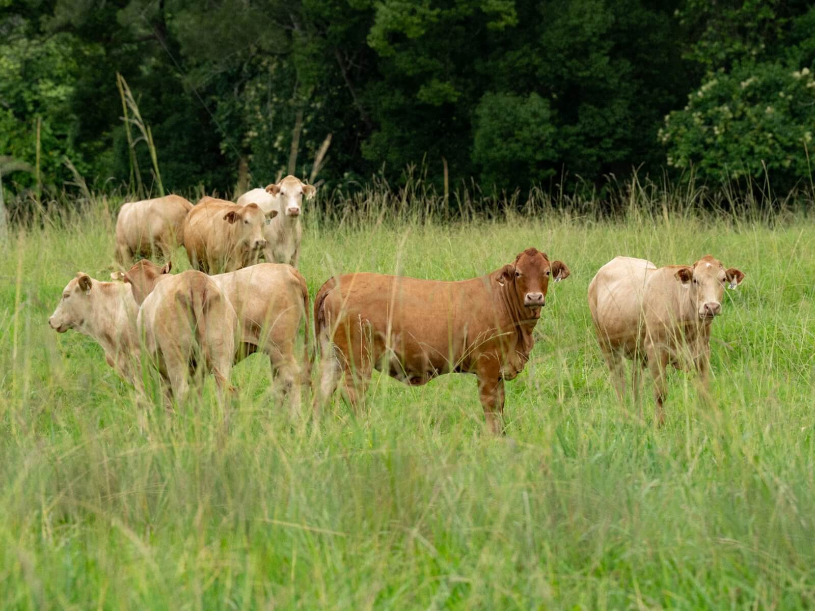 Glamping Berlin – tiny cabin offgrid rest