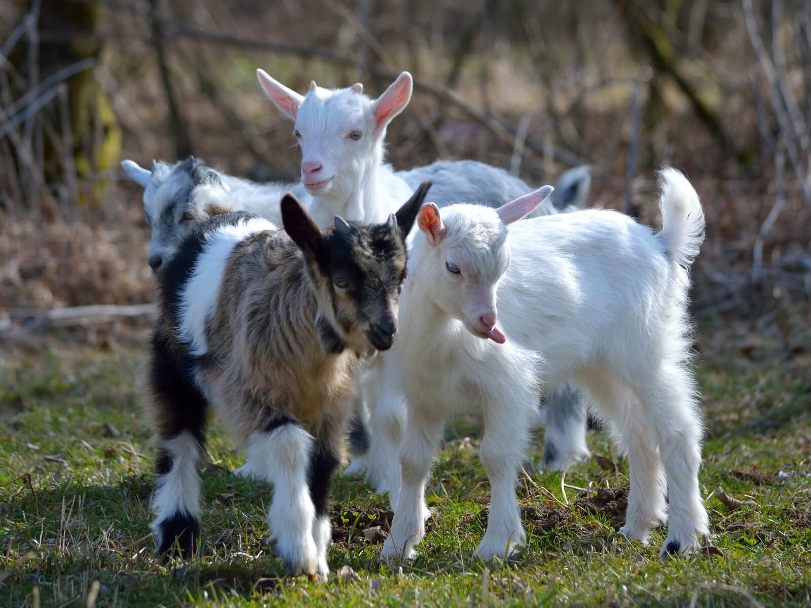 Glamping Berlin – tiny cabin offgrid rest