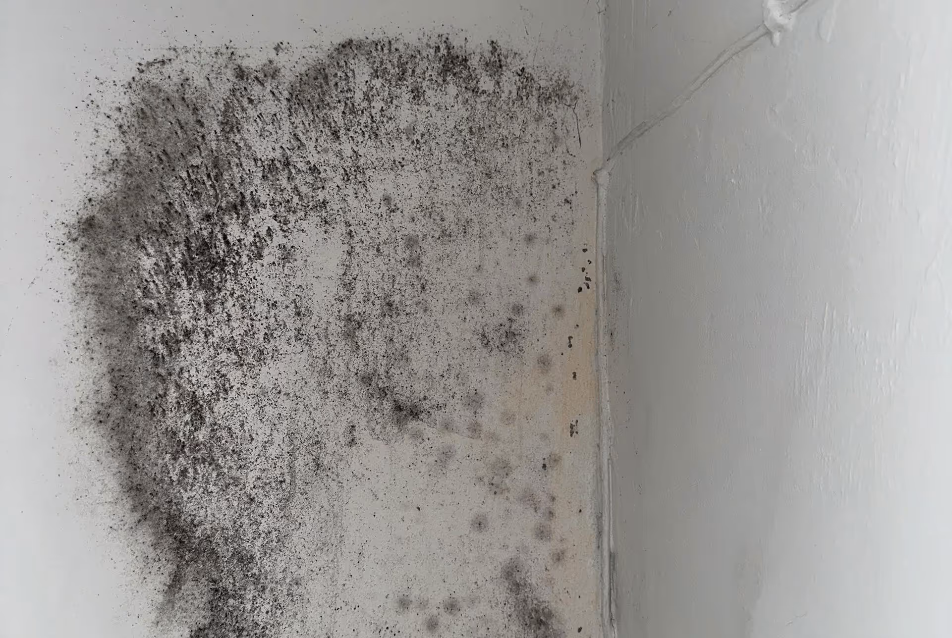 Bausachverständiger aus Stuttgart und Umgebung untersucht Schimmelpilzbefall und Schimmelschaden