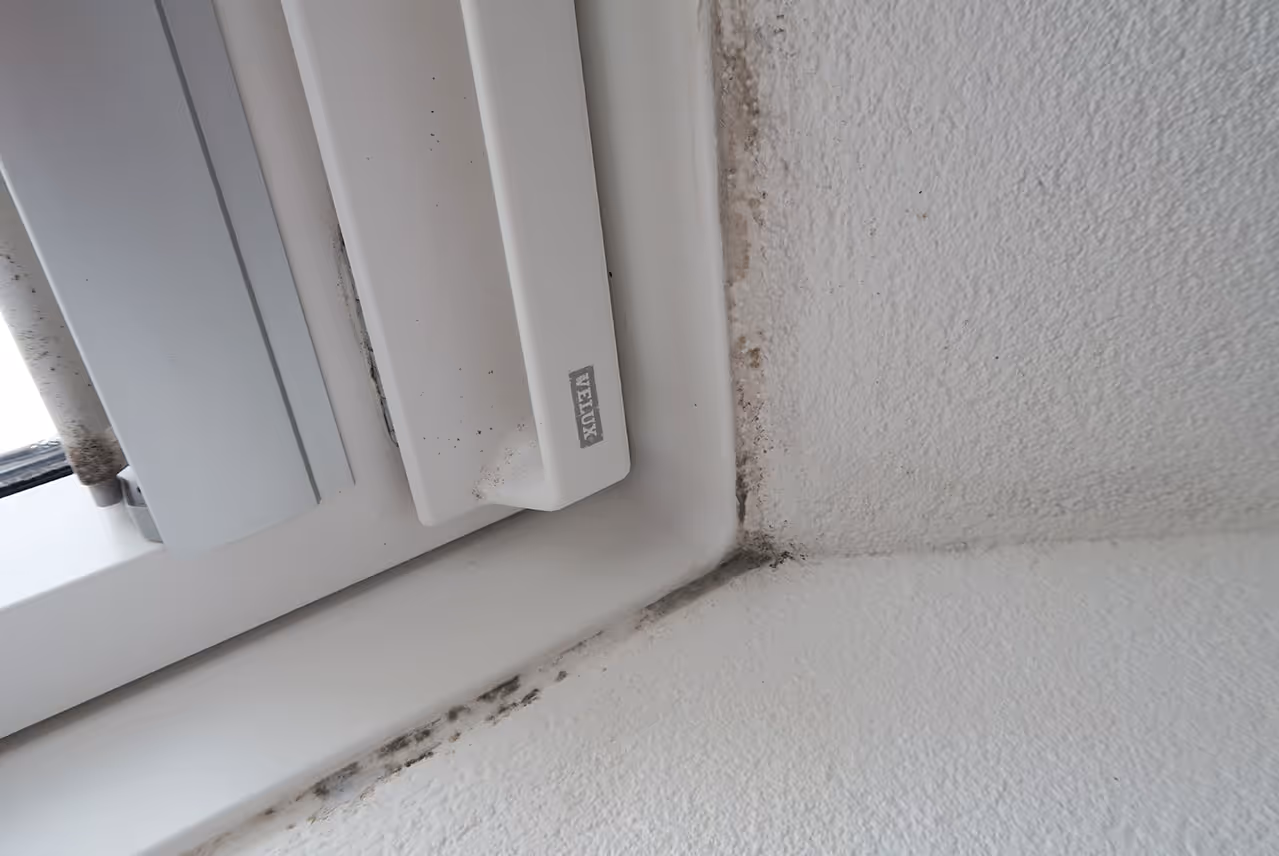 Bauschaden Schimmelpilzbefall an einem Fenster in Stuttgart und Umgebung