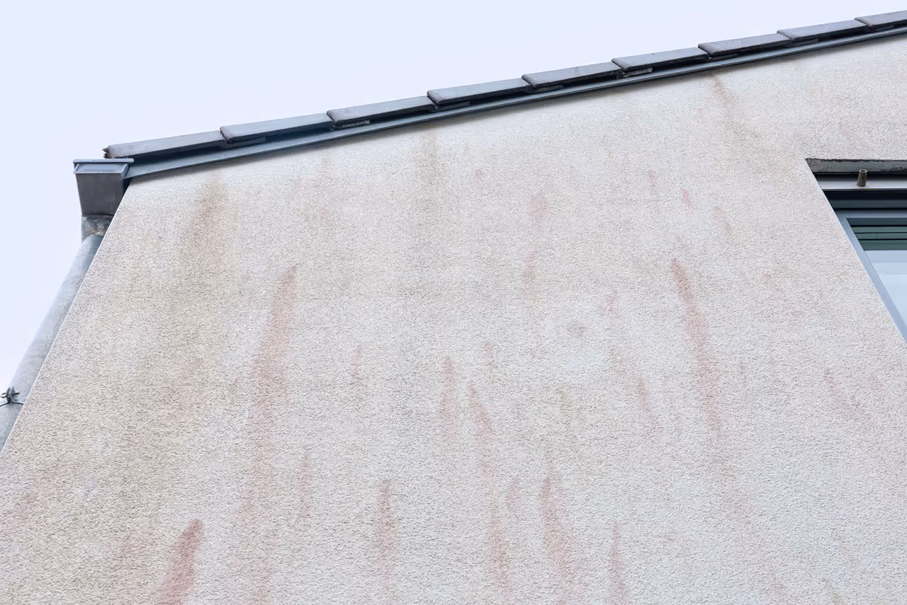 Bausachverständiger Böblingen prüft den Algenbefall einer Fassade