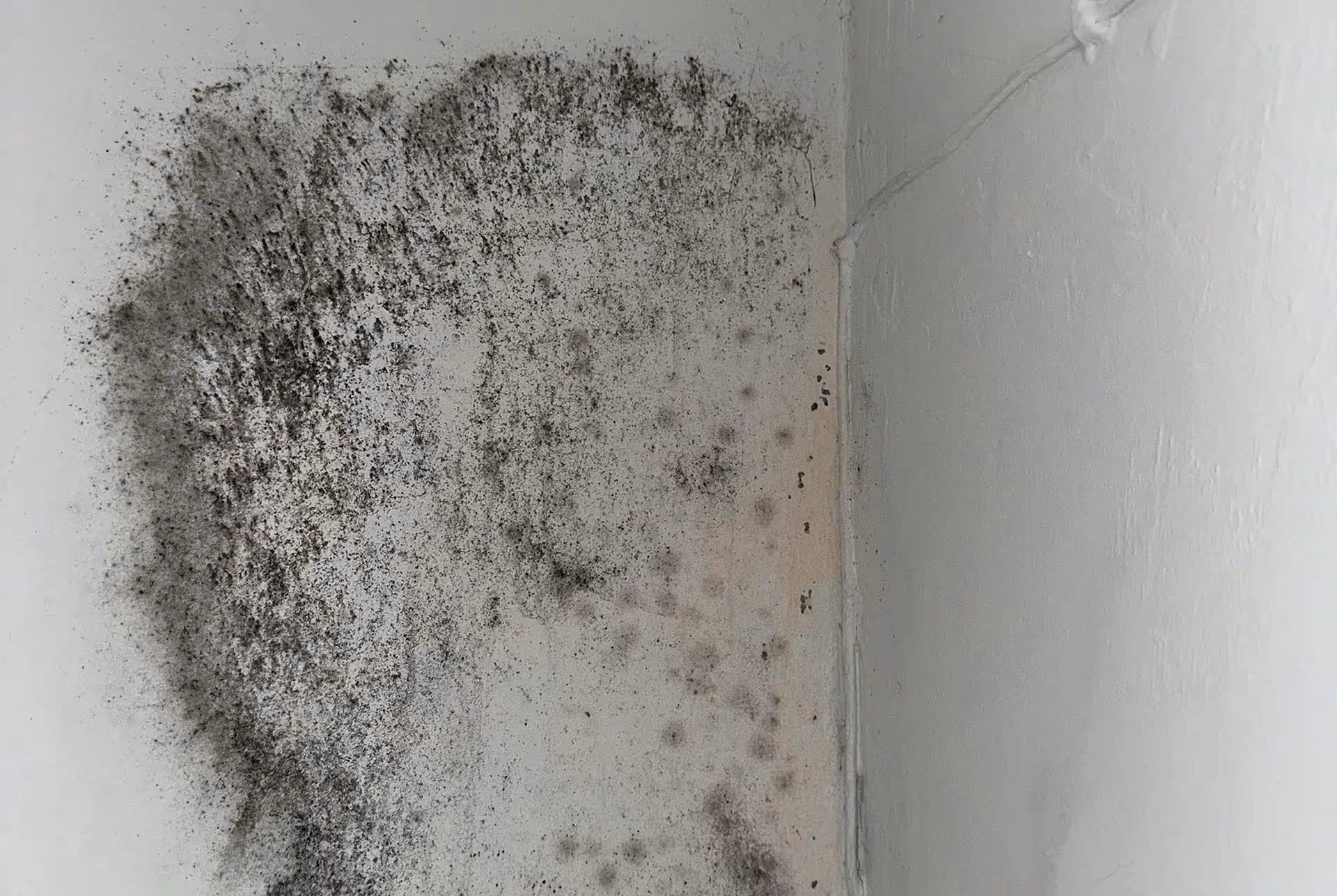 Bausachverständiger aus Stuttgart und Umgebung untersucht Schimmelpilzbefall und Schimmelschaden