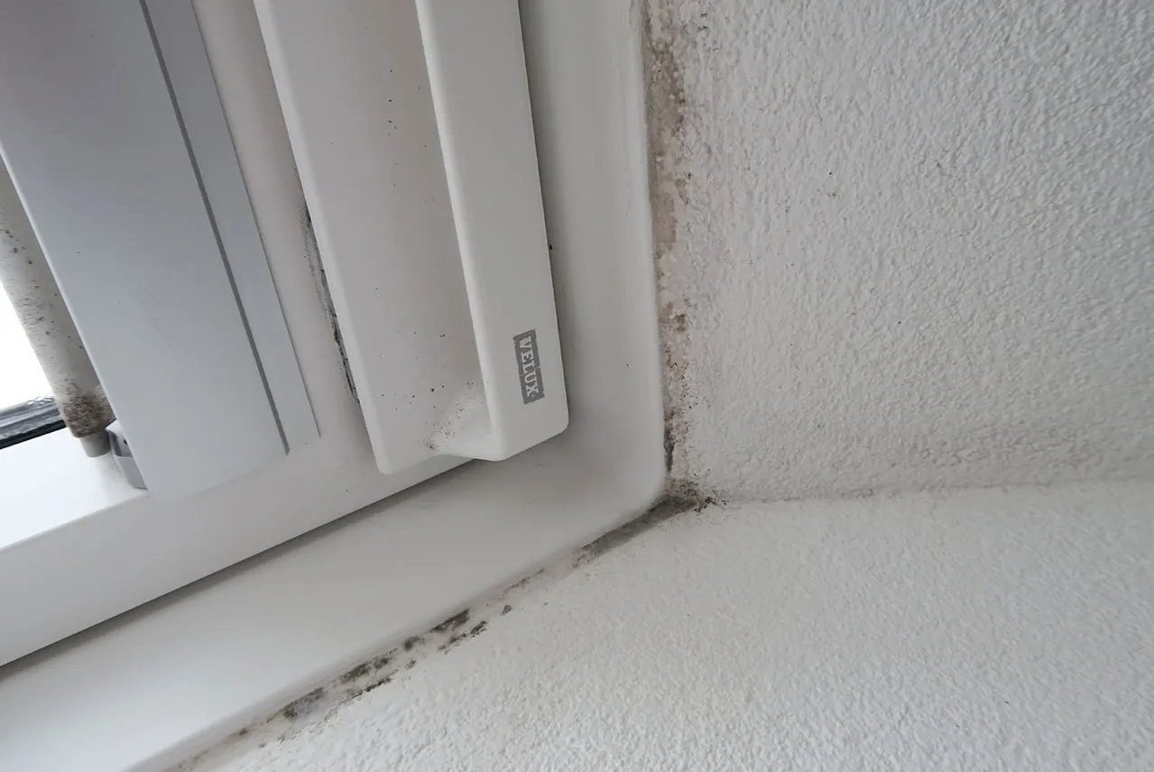 Sachverständiger und Schimmelgutachter untersucht Schimmel an einem Fenster in Stuttgart und Umgebung