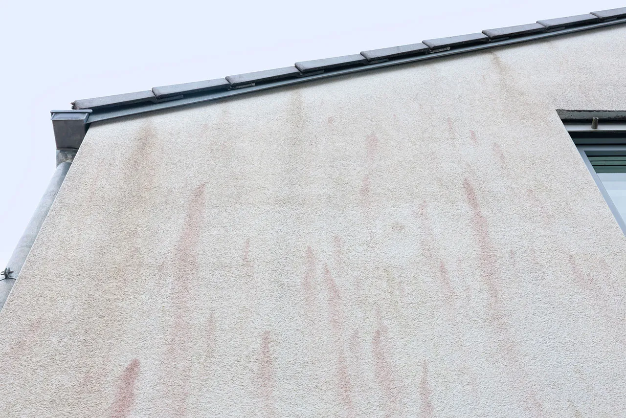 Bausachverständiger Böblingen prüft den Algenbefall einer Fassade