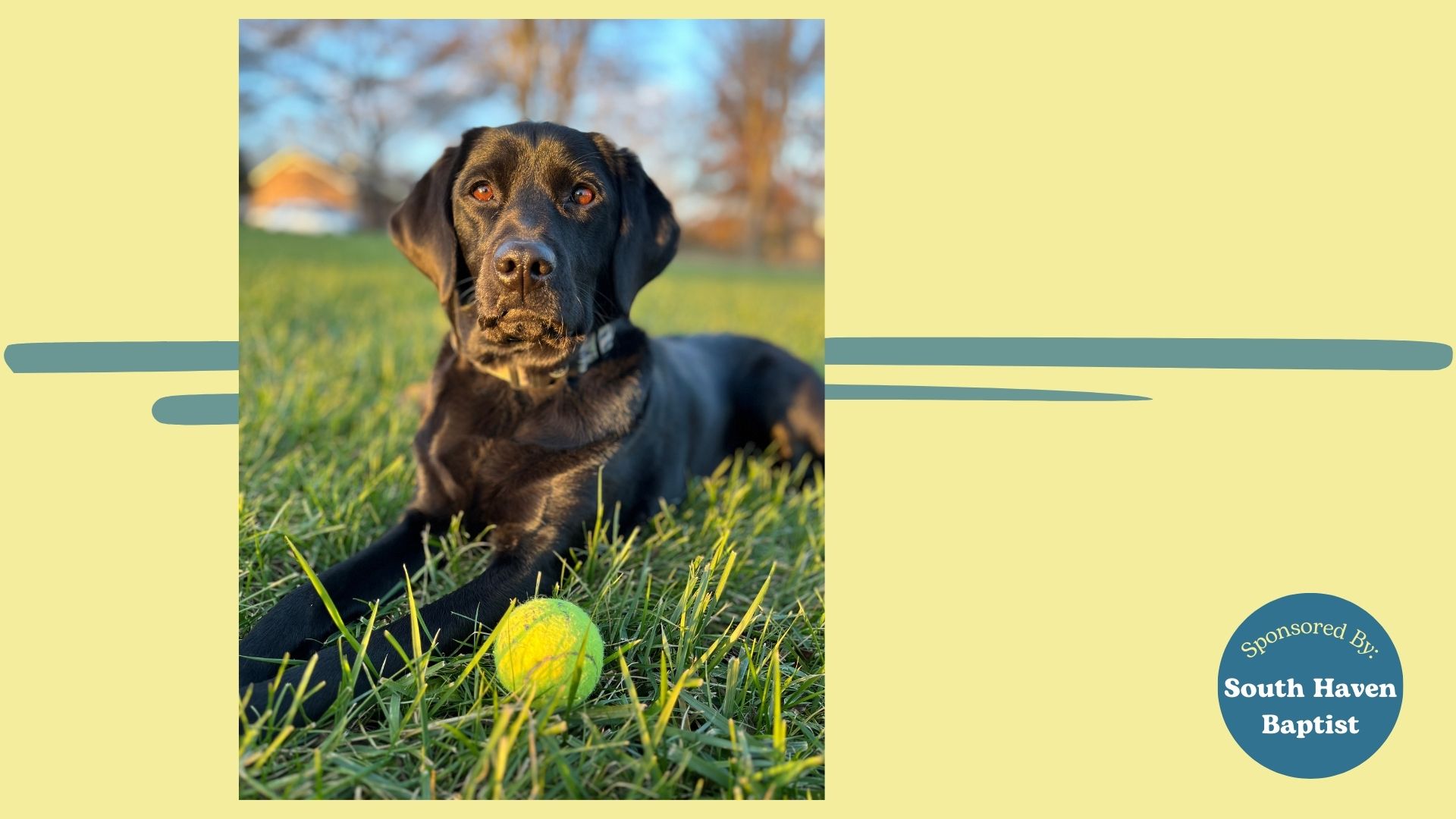 Saved to Serve: How One Labrador Is Bringing Comfort, Joy, and Healing