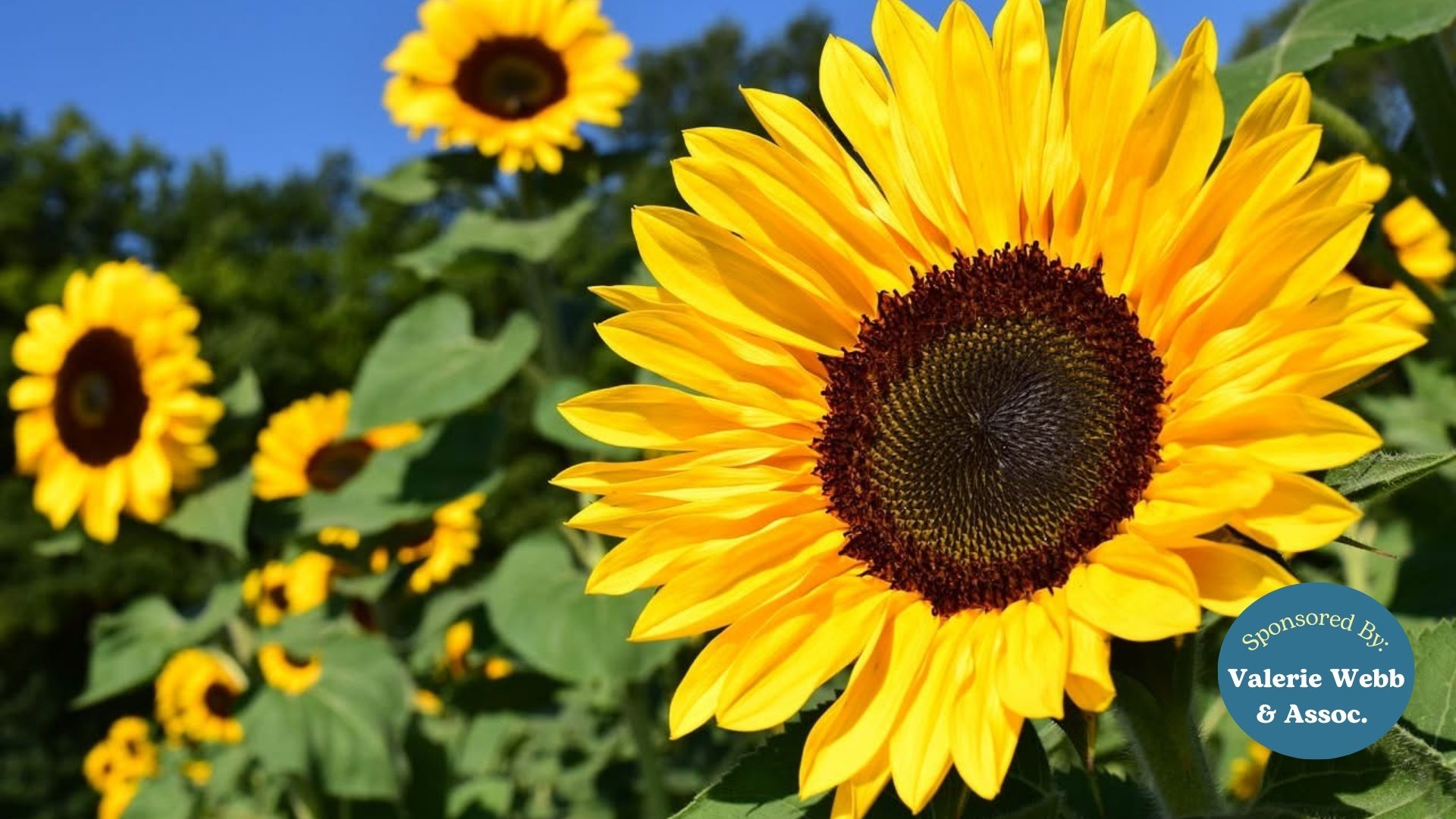Feel Good Fest at Ruby’s Happy Farm: A Hidden Gem in Cross Plains