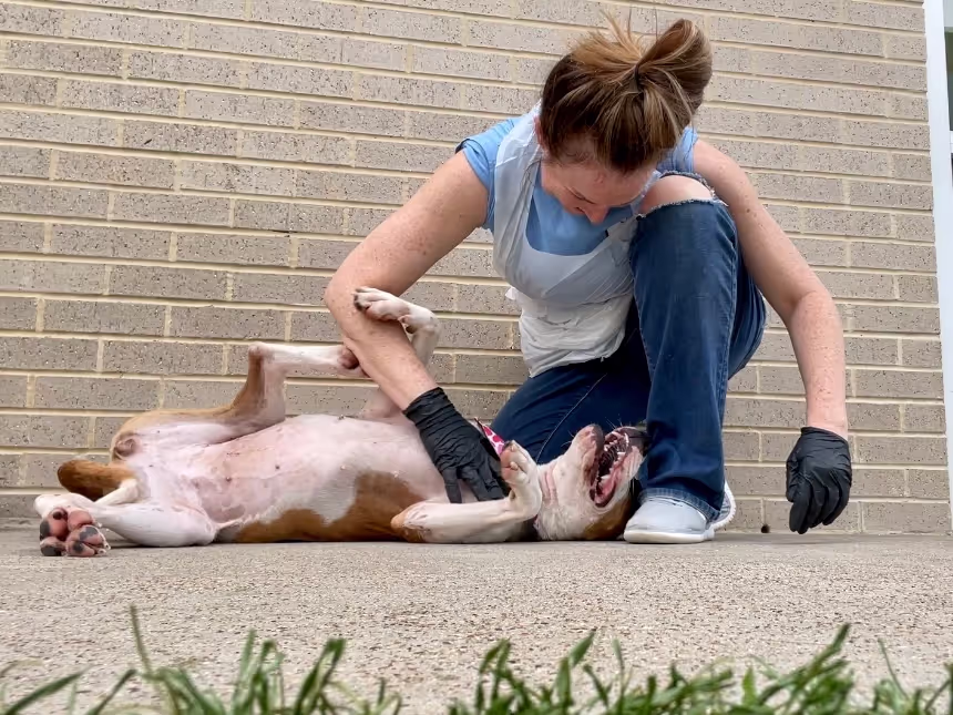 A woman petting a happy dog on its belly as it rolls around on the ground, smiling