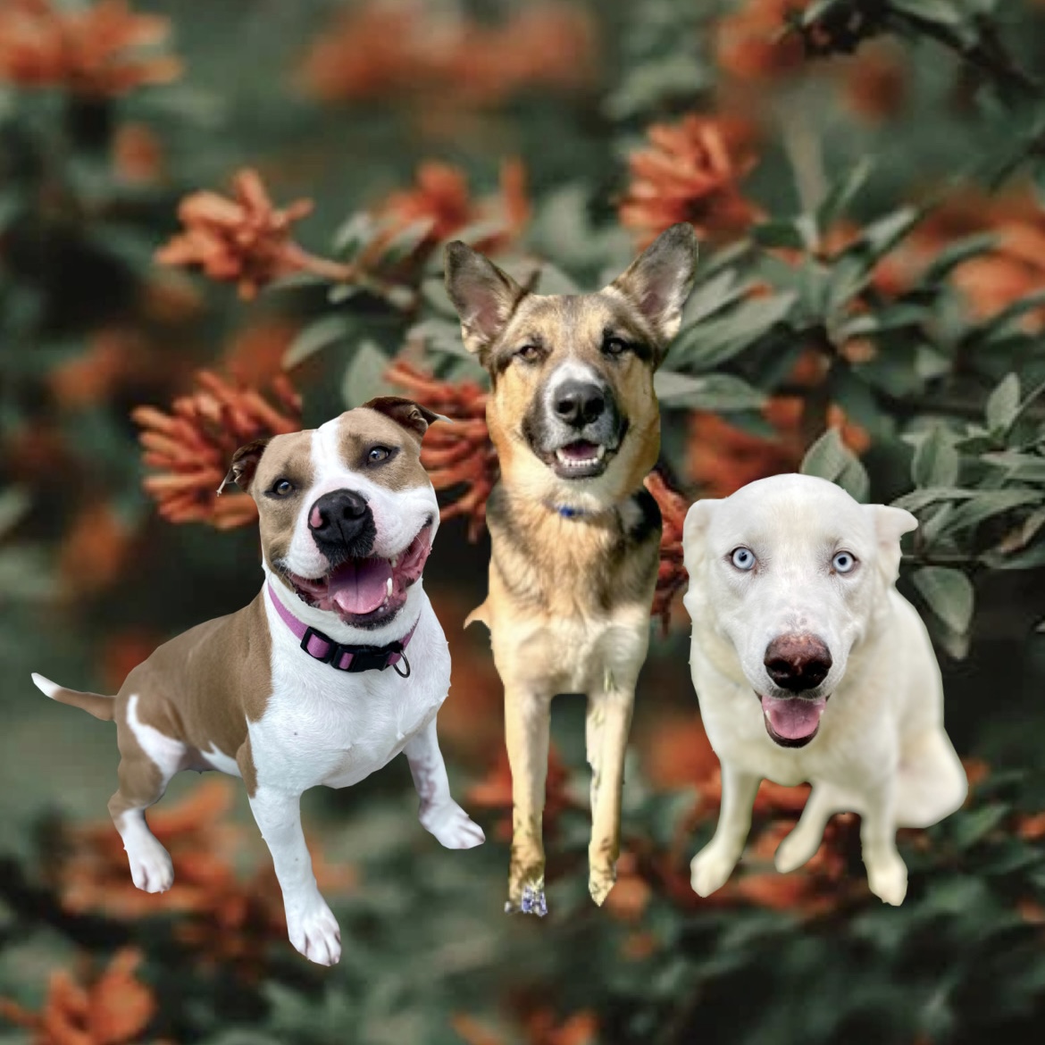3 cute dogs sitting and smiling at the camera with a decorative background photo of a bush with orange/red flowers on it