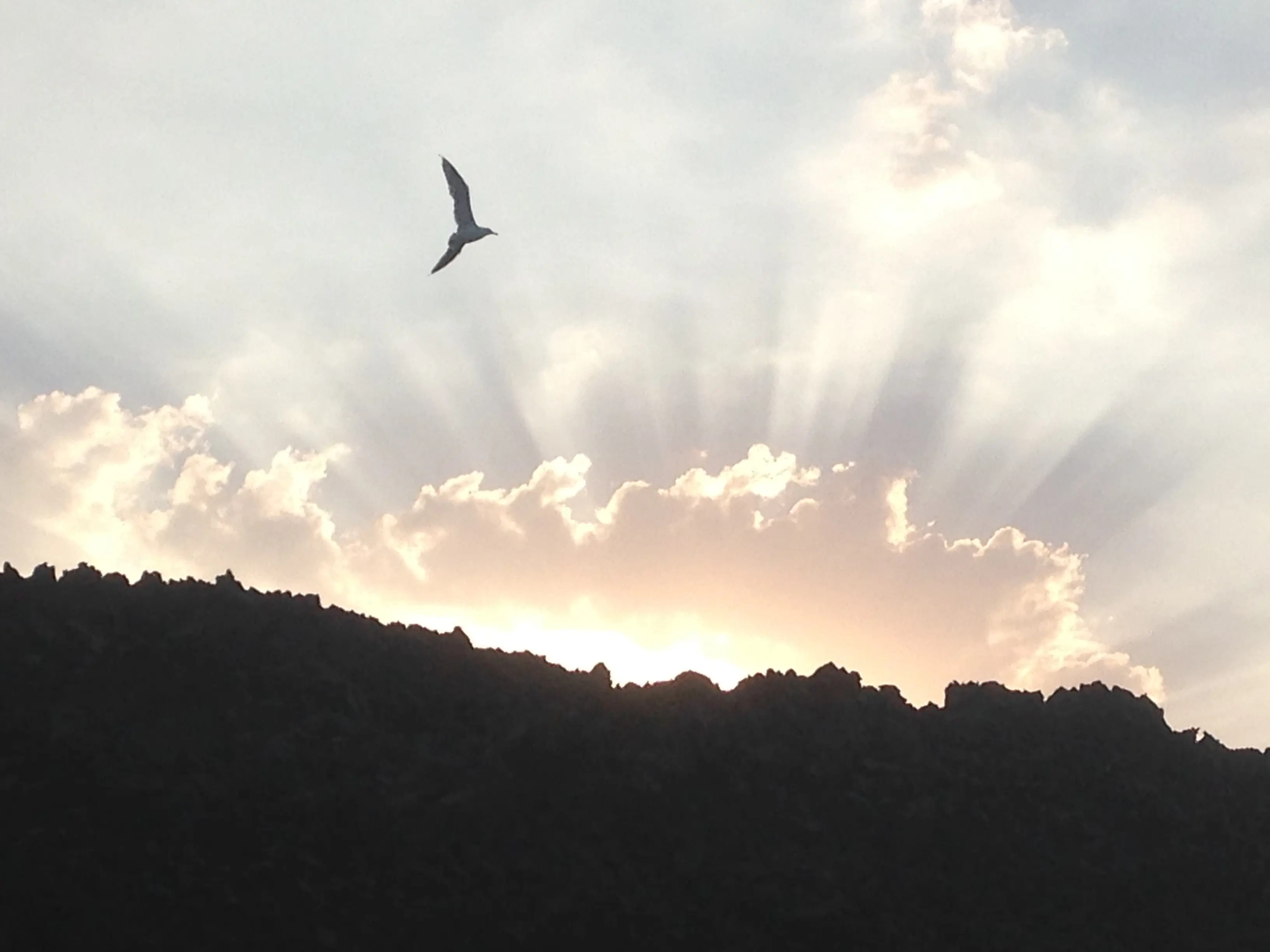 A bird flying in the sky featuring a sunrise and clouds