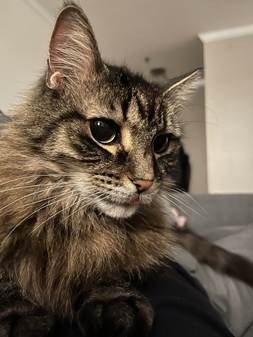 A cat lying on a bedAI-generated content may be incorrect.