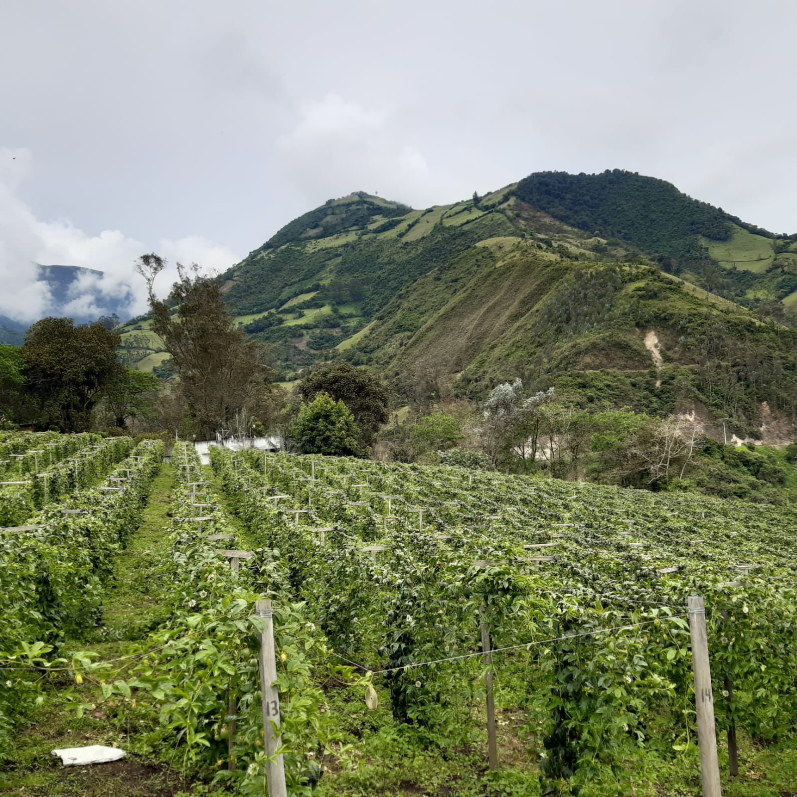 Landbouwlandschap rond Quito in Ecuador