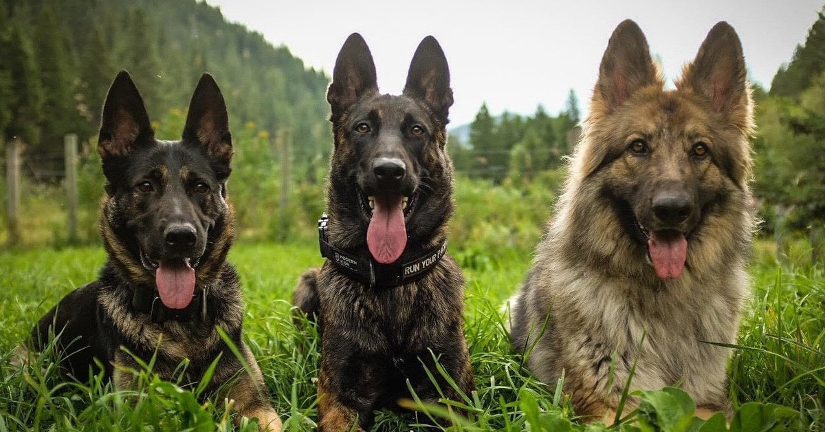 Three dogs in Work Your Pack course imagery.